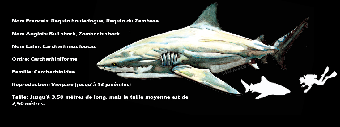 Requin Bouledogue - Shark Education