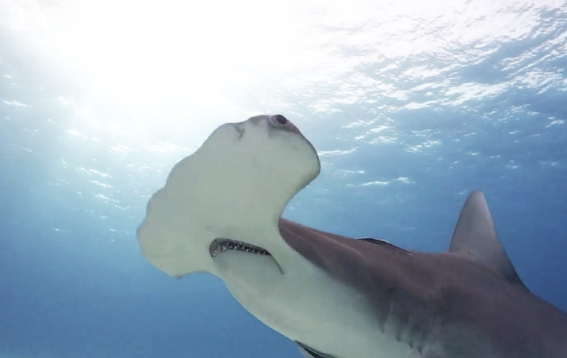 rencontre grand requin blanc