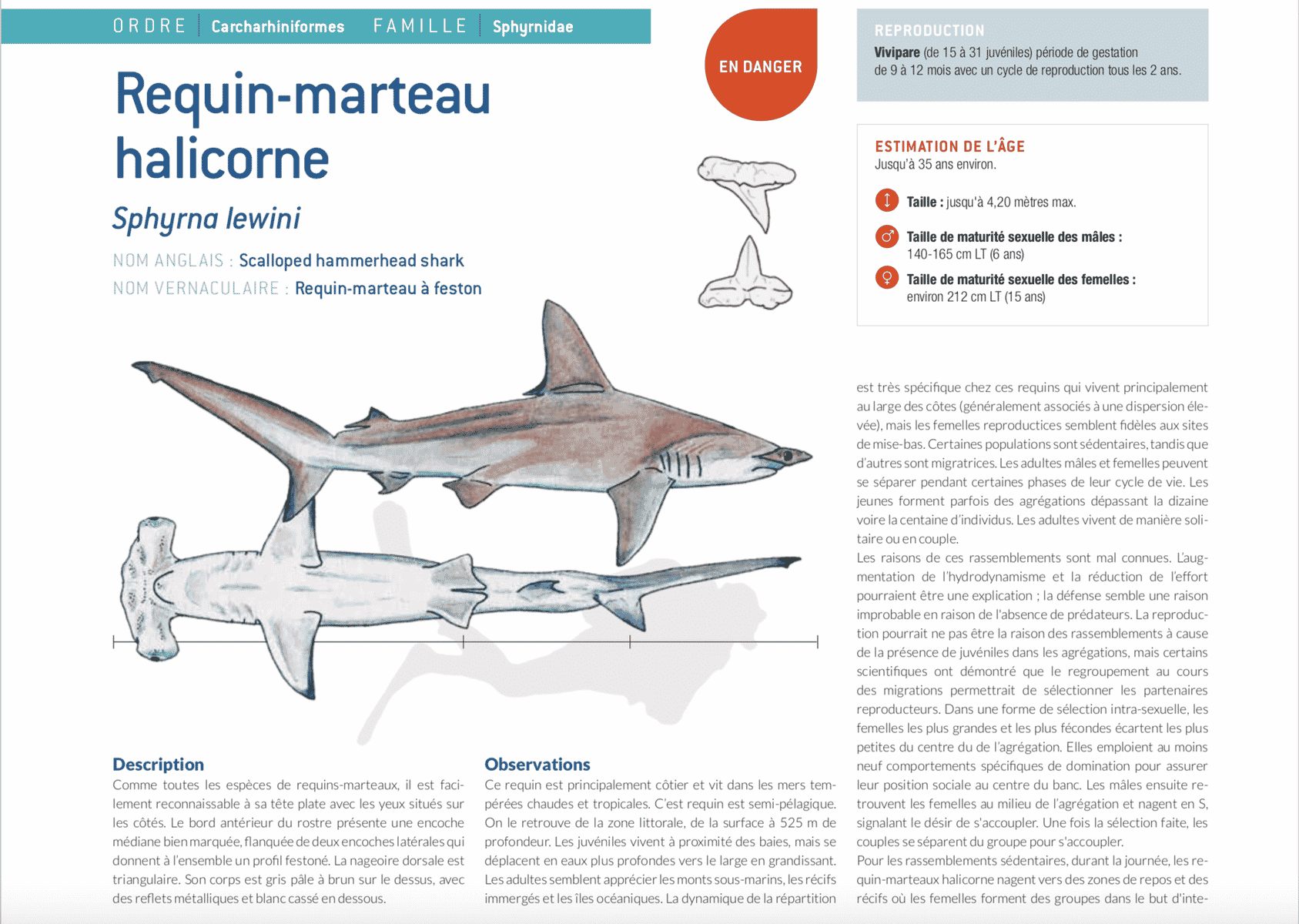 Requin Marteau Halicorne – Shark Education